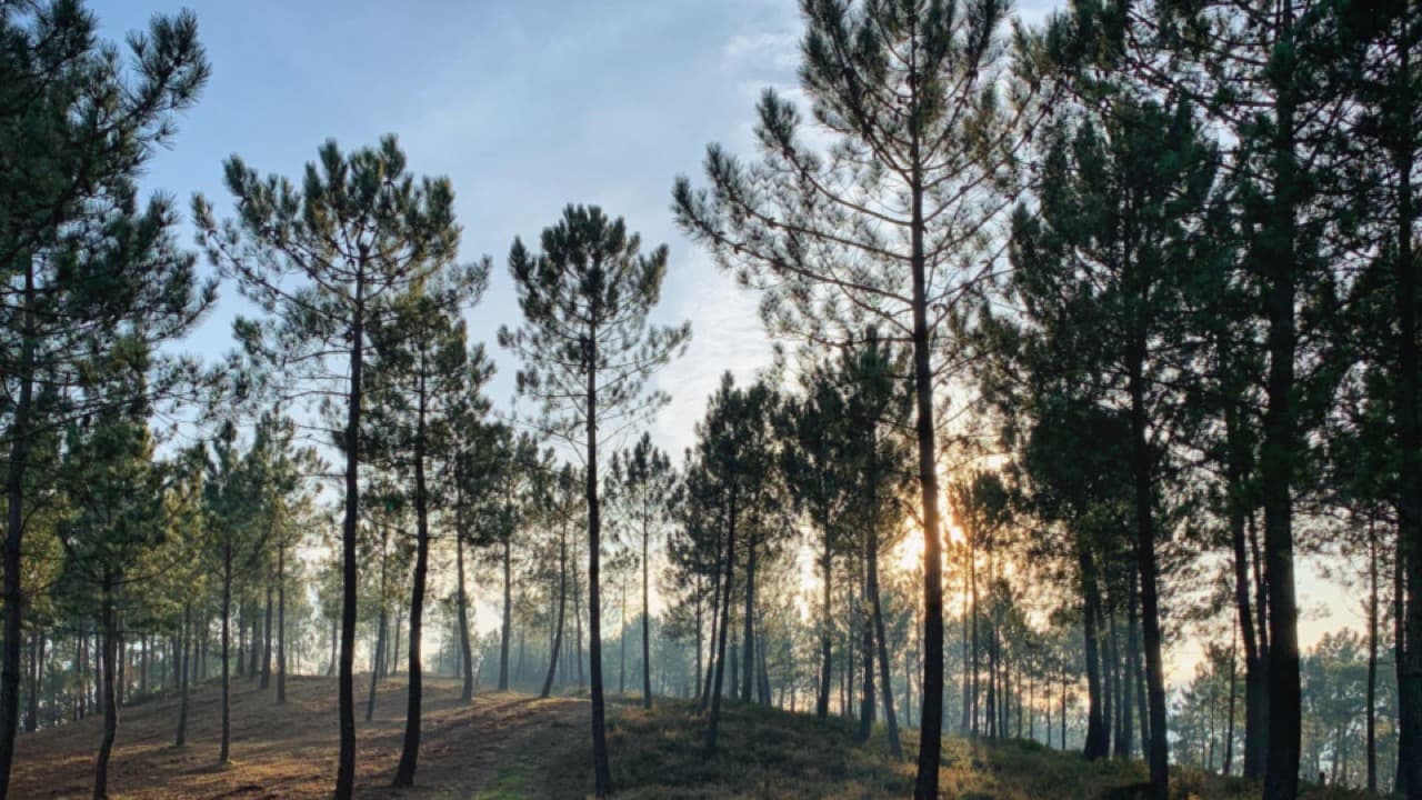 Imagem da notícia: Alcanena abre hasta pública para exploração florestal do baldio do Covão Felgoso
