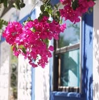 Logótipo de Casa da Mata SurfHouse — Alojamento