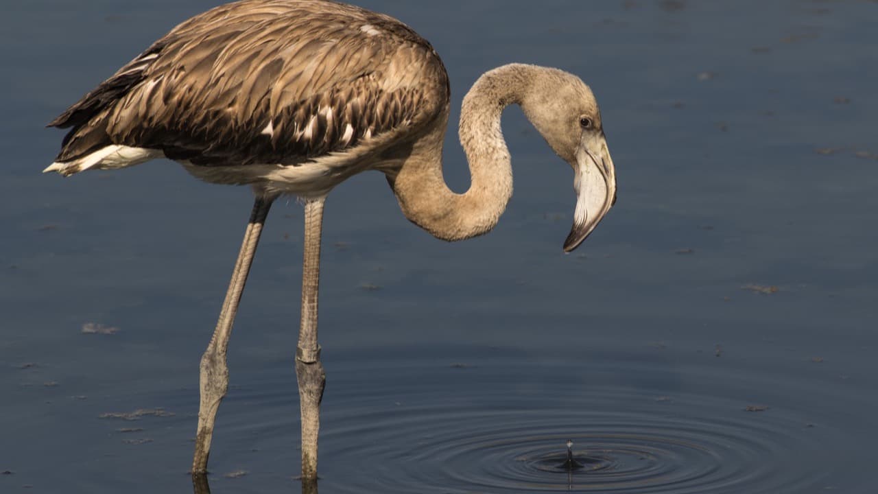 Imagem do evento: Caminhando com Flamingos