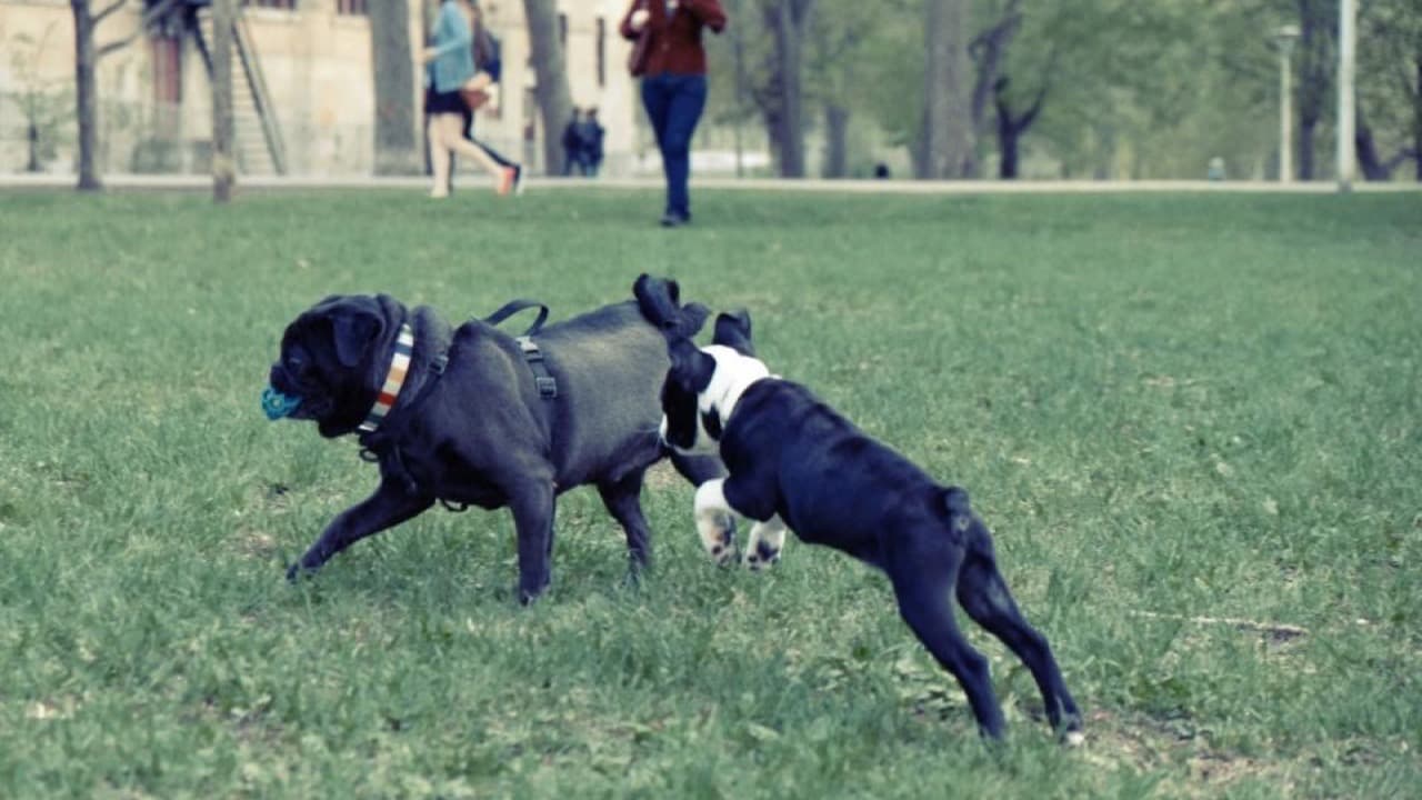 Imagem da notícia: «Patas no Parque» vence o Orçamento Participativo Jovem de Mangualde