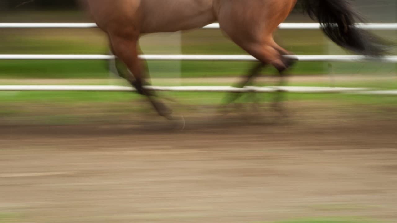 Imagem do evento: Passeio Equestre