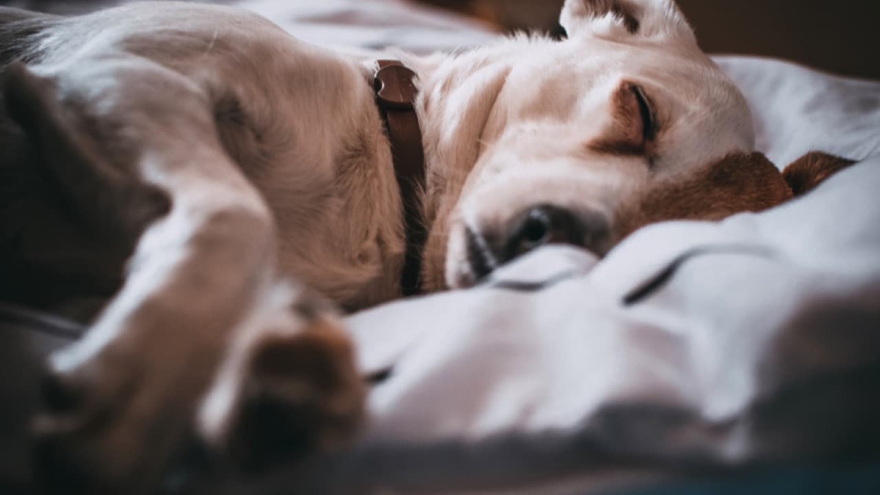 Imagem da notícia: Alcobaça é a cidade portuguesa onde é mais fácil encontrar hotéis que aceitam animais