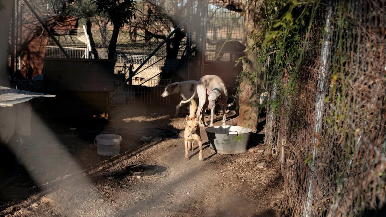 Imagem da notícia: Câmara de Almodôvar antecipa novas regras de proteção animal