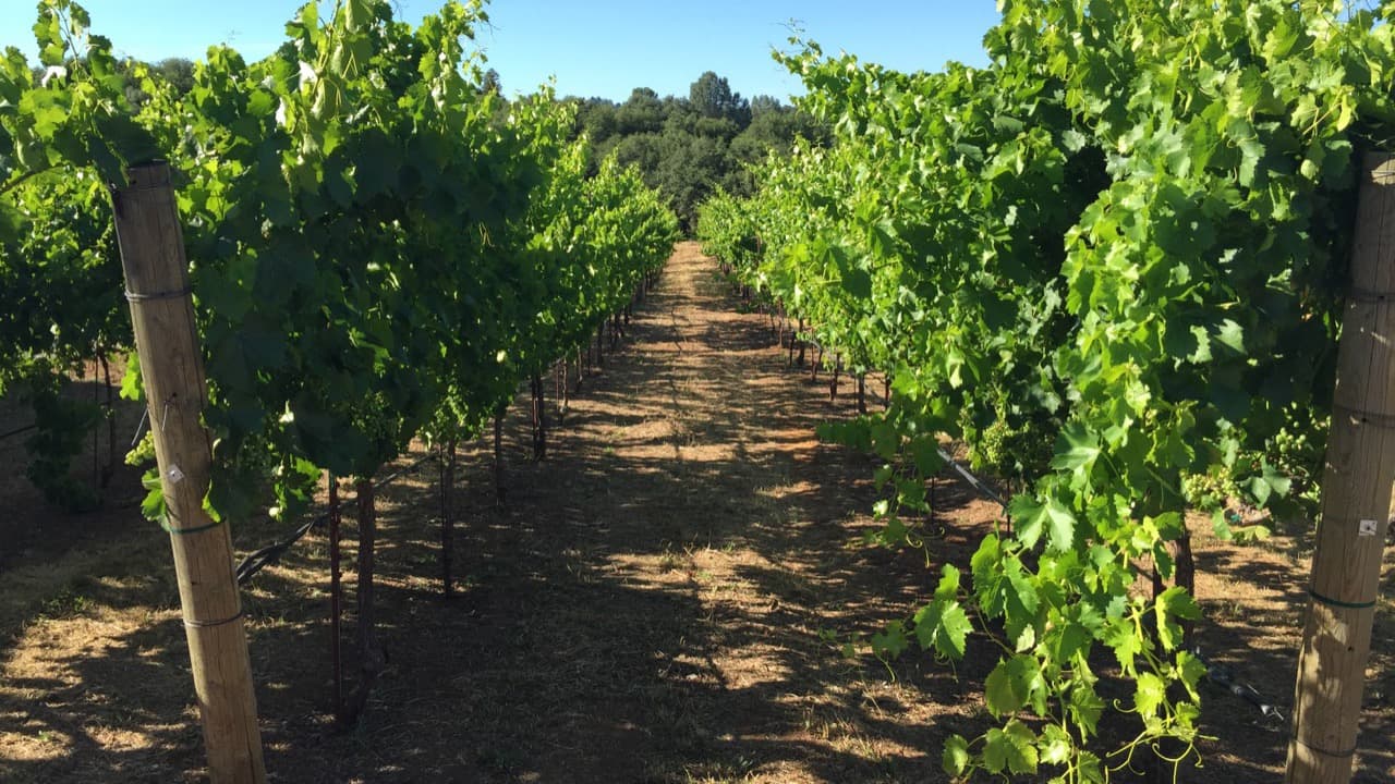 Imagem da notícia: Celorico de Basto leva vinho verde, bordado a fio de ouro e camélias à AGRIVAL