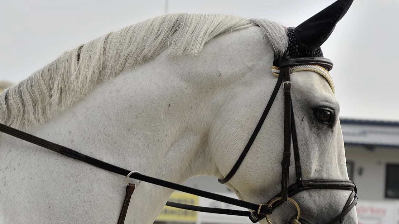 Imagem da notícia: Reguengos de Monsaraz recebe competições equestres no âmbito da ExpoReg