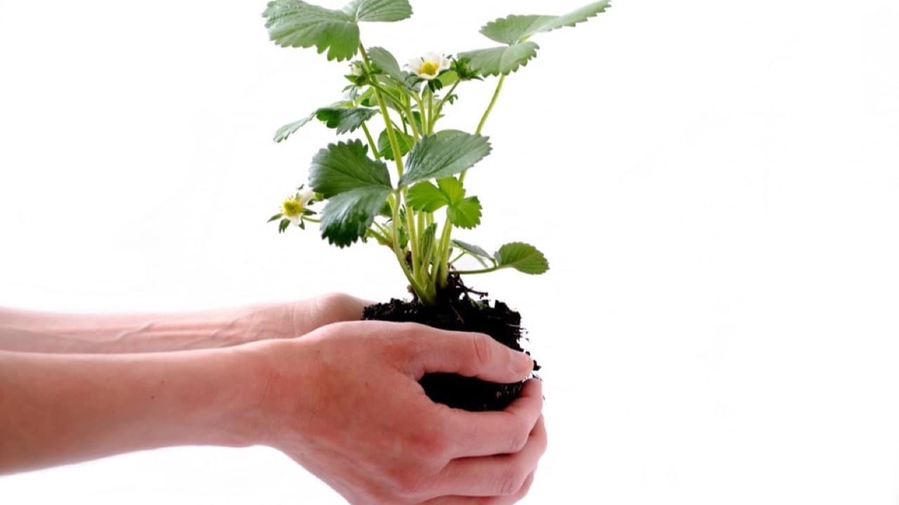 Imagem da notícia: Incubadora Farol abre candidaturas para projetos de impacto social e ambiental em Faro