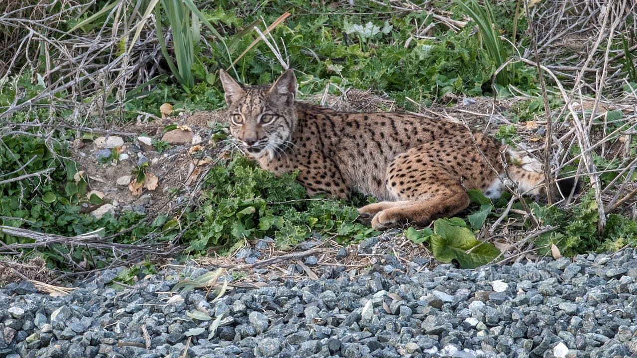 Imagem da notícia: Feira Terras do Lince encheu Penamacor com Xutos & Pontapés, Matias Damásio e Vítor Kley