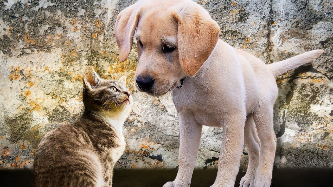 Imagem da notícia: Adoções de animais triplicam em Idanha-a-Nova com nova estratégia de bem-estar animal