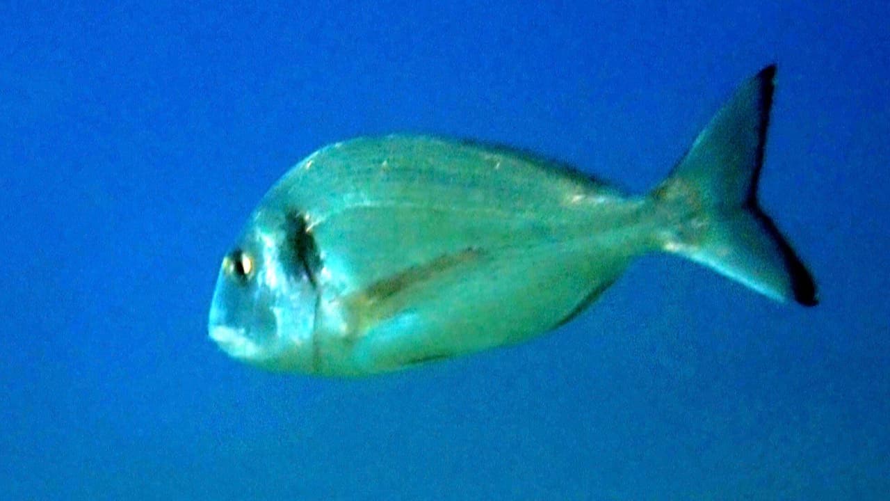 Imagem da notícia: Piscicultura de Olhão do IPMA doa 60 quilos de peixe a instituições de solidariedade