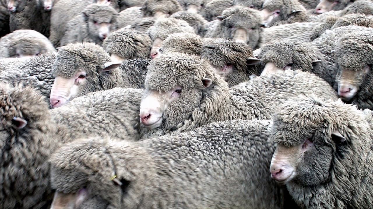 Imagem da notícia: Lã e inovação transformam Manteigas num laboratório criativo