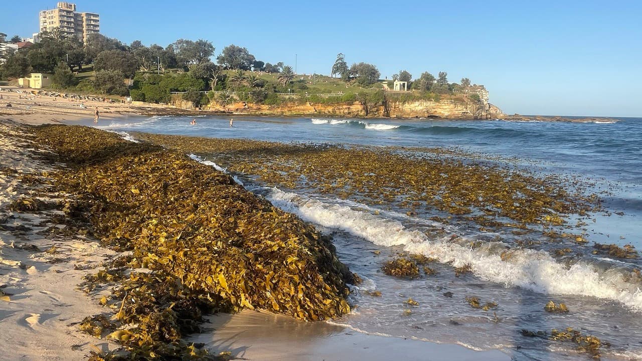 Imagem da notícia: Jovens de toda a Área Metropolitana do Porto descobrem a apanha do sargaço em Aguçadoura