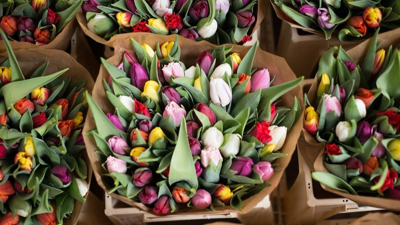 Imagem da notícia: Tapetes de flores enchem a Povoação nas Festas do Corpo de Deus