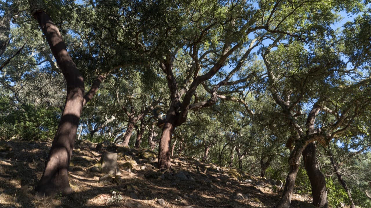 Imagem da notícia: Cabeço de Vide procura jovens para voluntariado na natureza e nas florestas