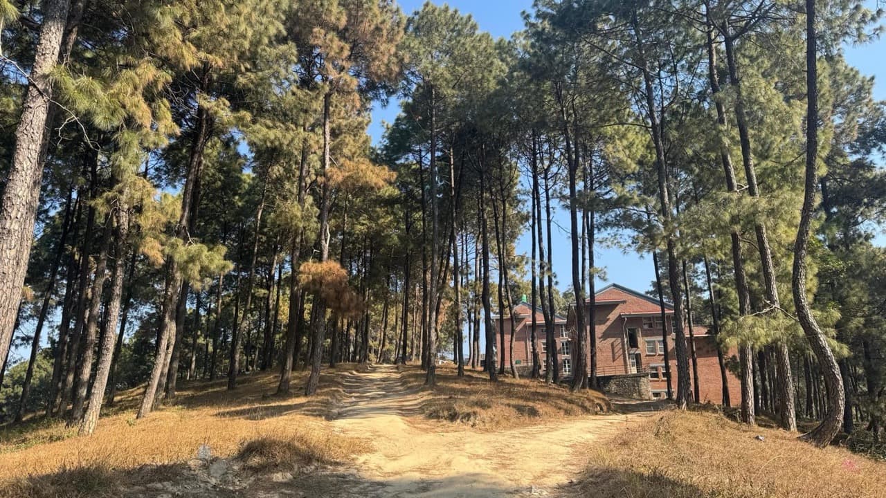 Imagem da notícia: “Sentinelas de Penela” leva jovens voluntários à vigilância da floresta