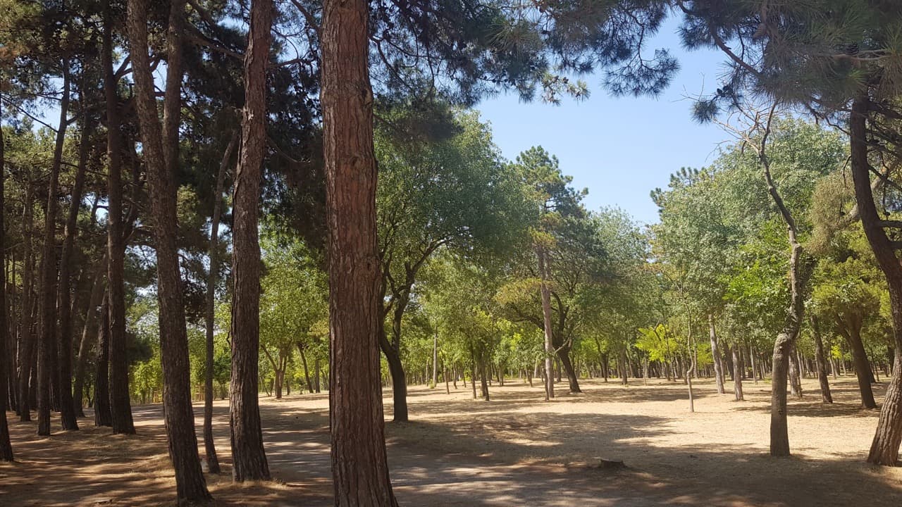 Imagem da notícia: Proprietários florestais de Pombal podem pedir apoio até 18 de setembro