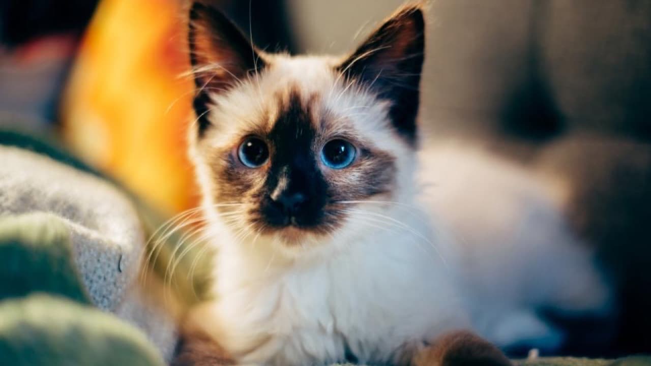 Imagem da notícia: Santarém lança campanha de esterilização de animais com inscrições nas juntas de freguesia