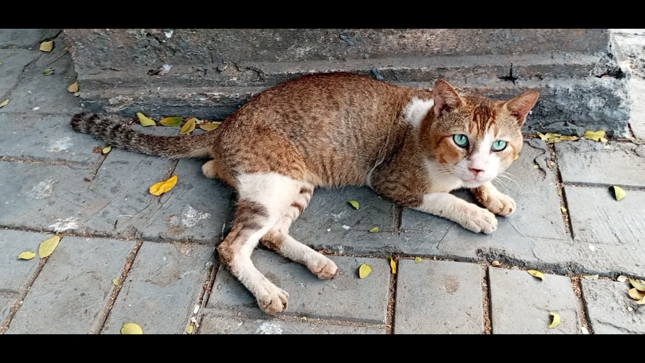 Imagem da notícia: Santarém instala onze novos abrigos para colónias de gatos no espaço público