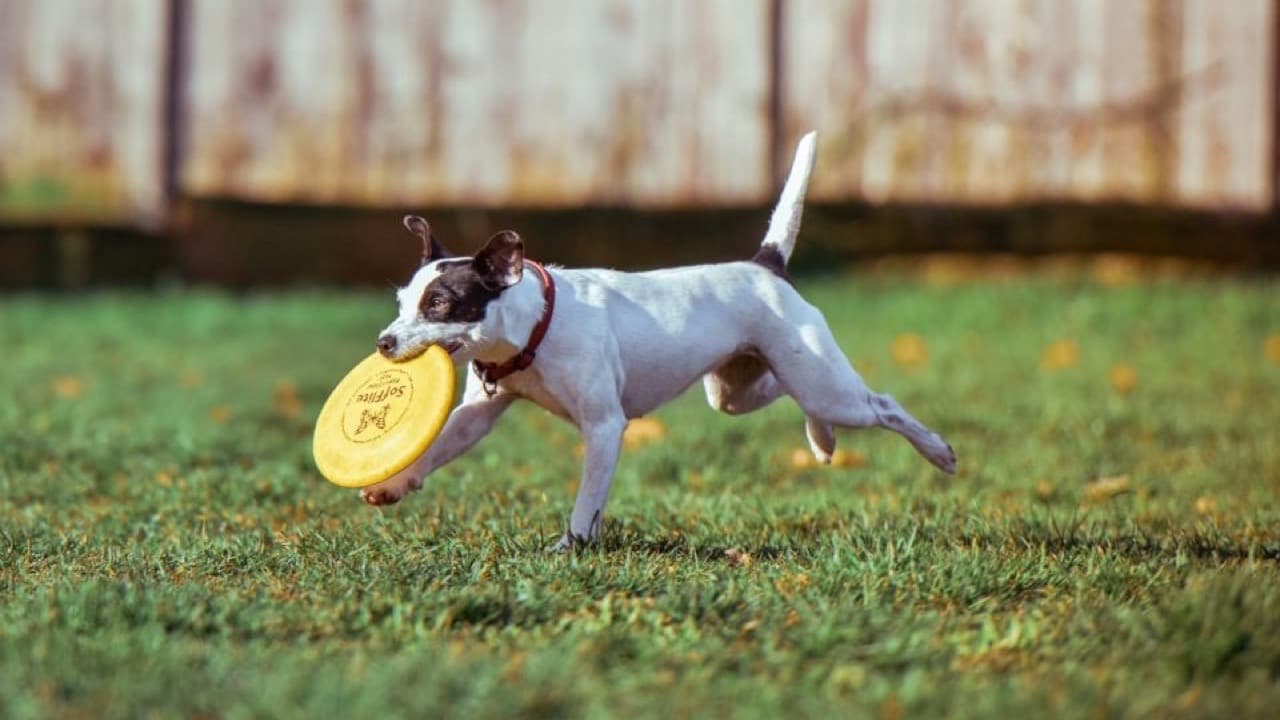 Imagem da notícia: Canil Municipal de São Roque cuidado por uma equipa que conhece cada animal