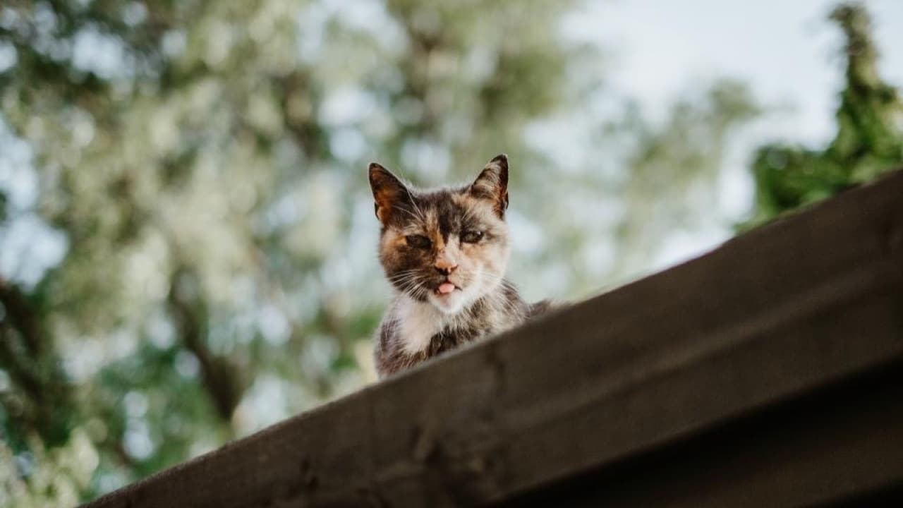 Imagem da notícia: Bombeiros do Seixal resgatam três gatinhos do telhado da escola do Miratejo