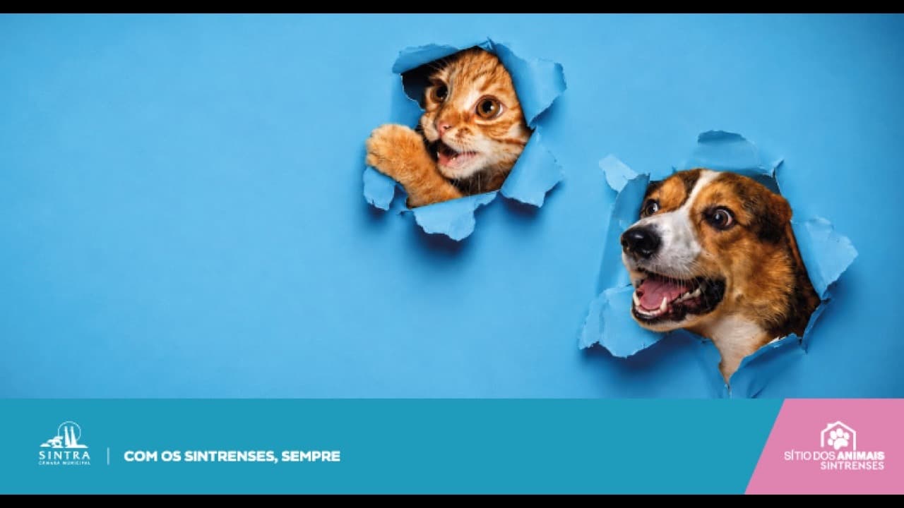 Imagem da notícia: PetSintra 2026 promove adoção responsável de animais em setembro