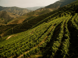 Logótipo de Menin Wine Company — Serviços em Vila Real