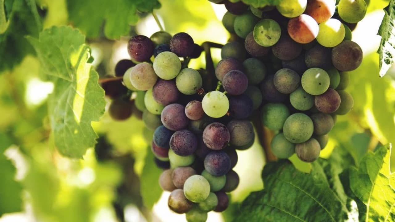 Imagem da notícia: Alma do Vinho 2026 reforça experiências vínicas e gastronómicas em Alenquer