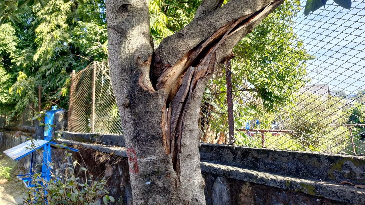 Imagem da notícia: Árvore removida na Avenida D. Afonso Henriques por razões de segurança