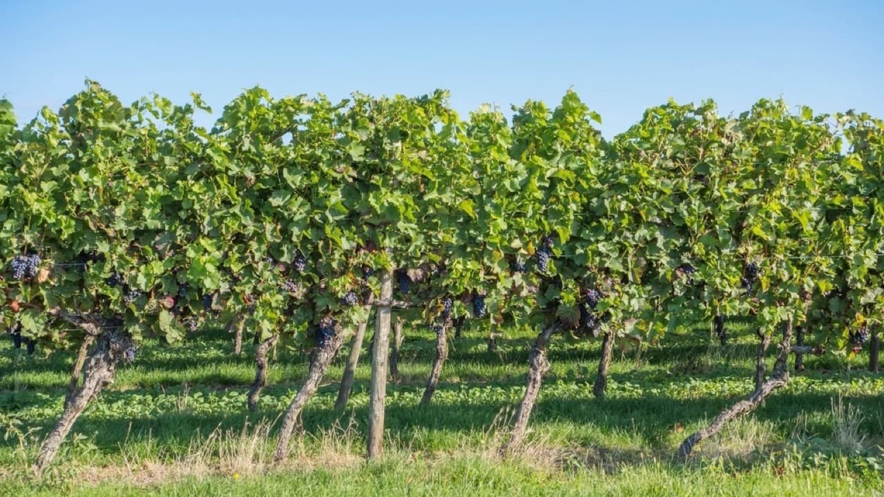 Imagem da notícia: Vinhos de Cabeção conquistam o direito à designação «Vinho de Talha»