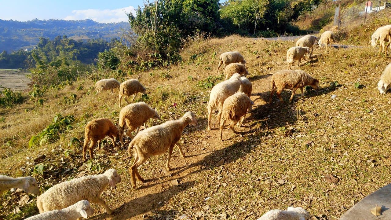 Imagem da notícia: Câmara de Trancoso reforça apoio aos criadores de gado com 55 mil euros