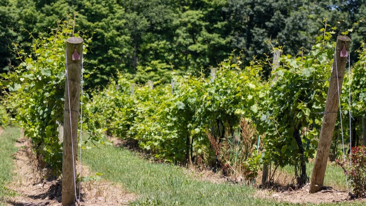 Imagem da notícia: Felgueiras levou artesanato, vinhos e doçaria à 45.ª edição da AGRIVAL