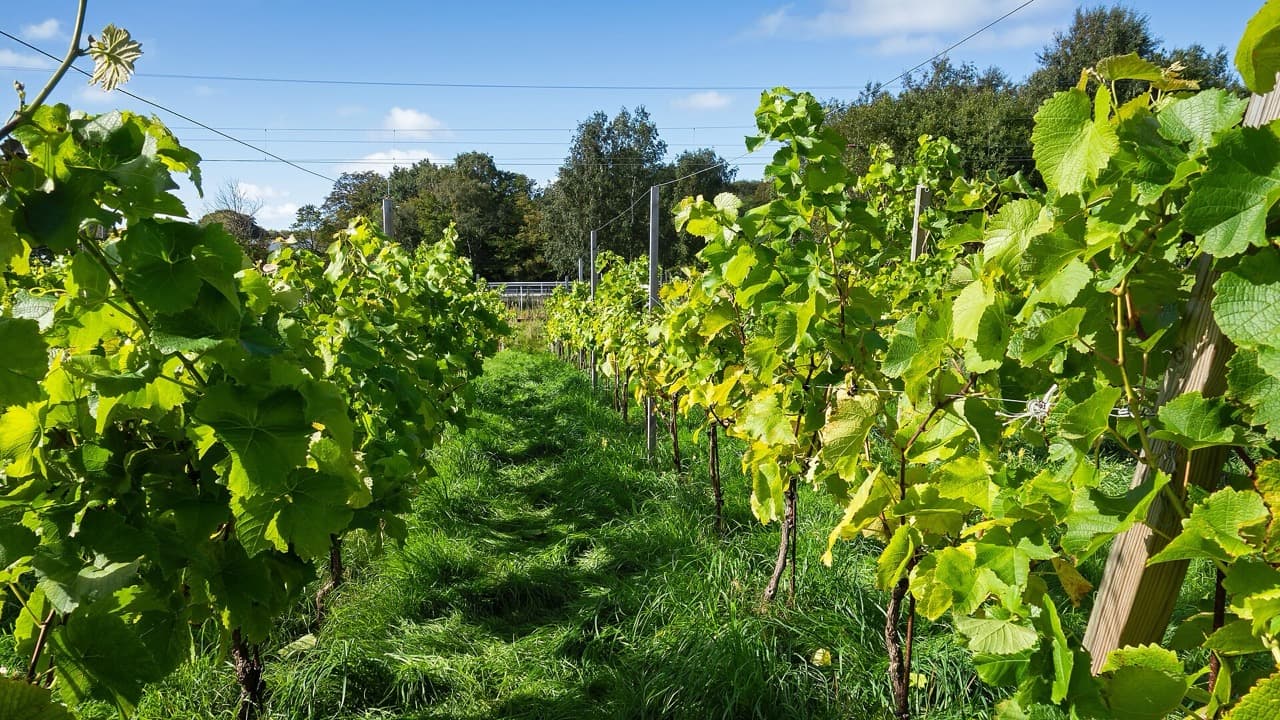 Imagem da notícia: Rota do Alvarinho reúne seis experiências de vindimas em Monção e Melgaço