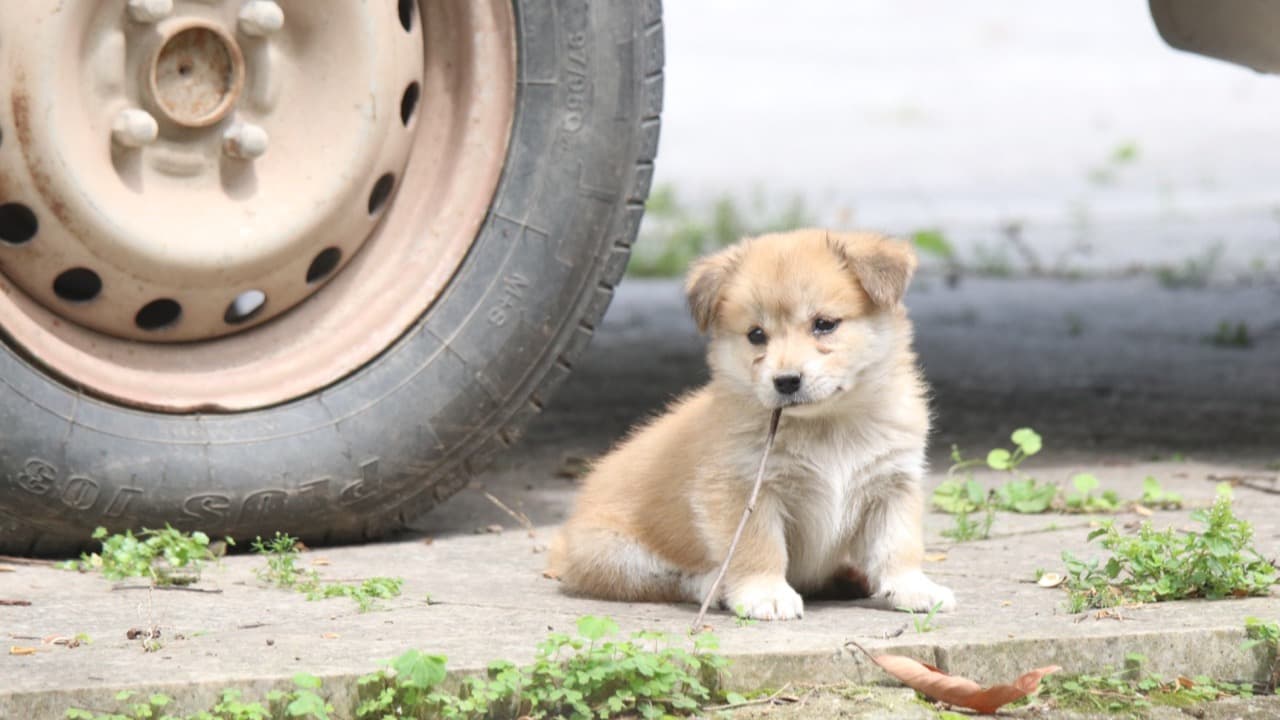 Imagem da notícia: Serviço Veterinário Municipal reforçado com viatura de emergência 4x4