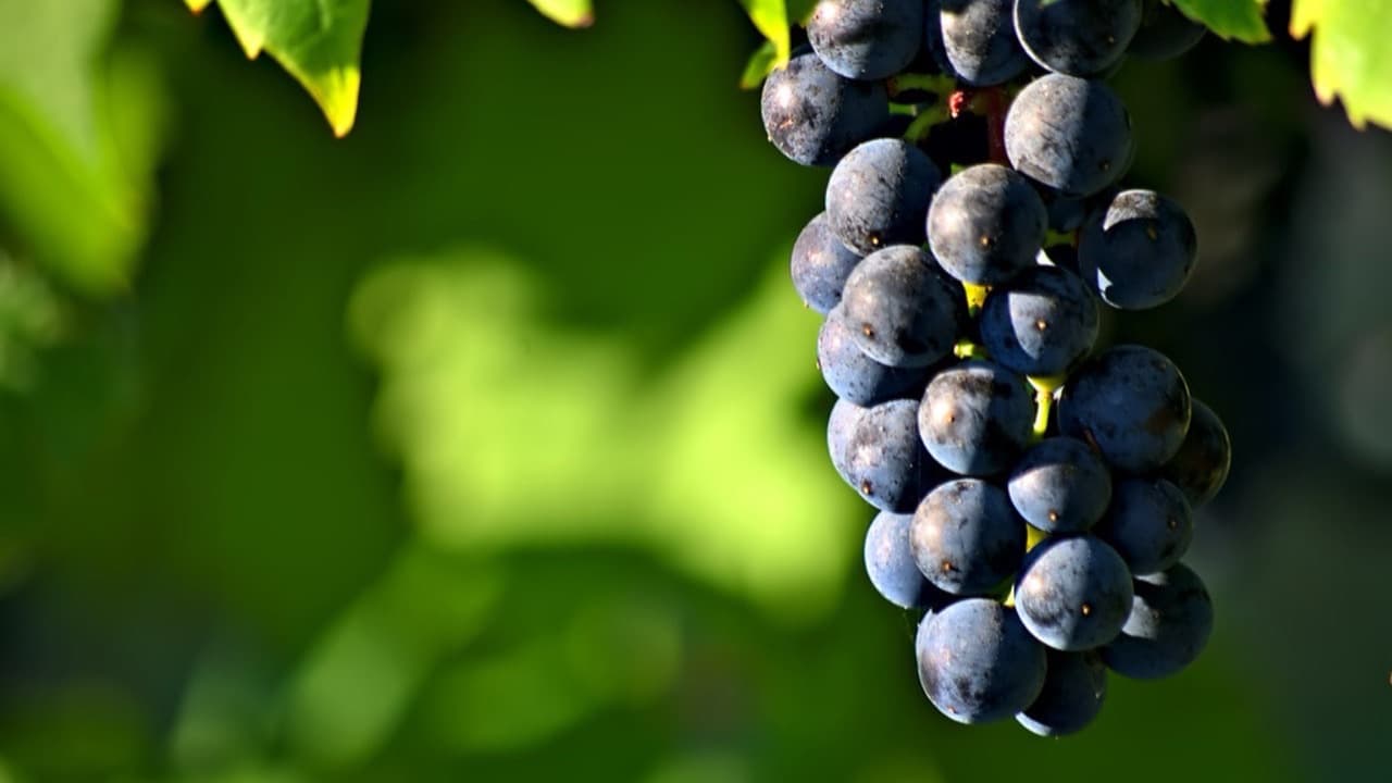 Imagem da notícia: Livro sobre a casta Callum assinala Dia Nacional da Vinha e do Vinho em Oleiros