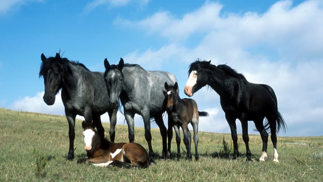 Imagem da notícia: Expolima recebe o Circuito Equestre Regional a 24 e 25 de outubro