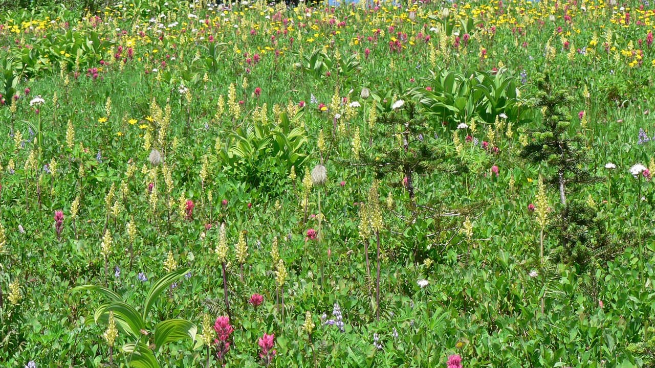 Imagem da notícia: "24 Horas a Bailar" encheu Santana de folclore e tradição