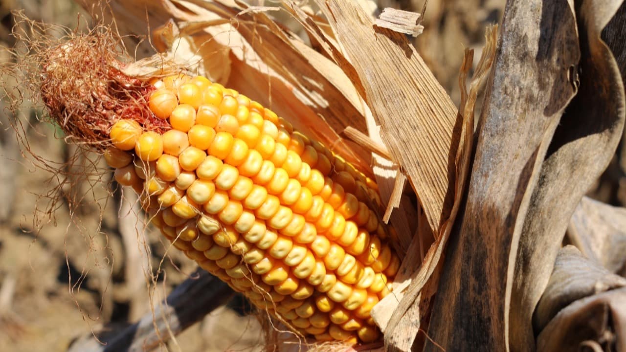 Imagem da notícia: Grupo de Danças e Cantares de Perre leva a desfolhada tradicional para o campo