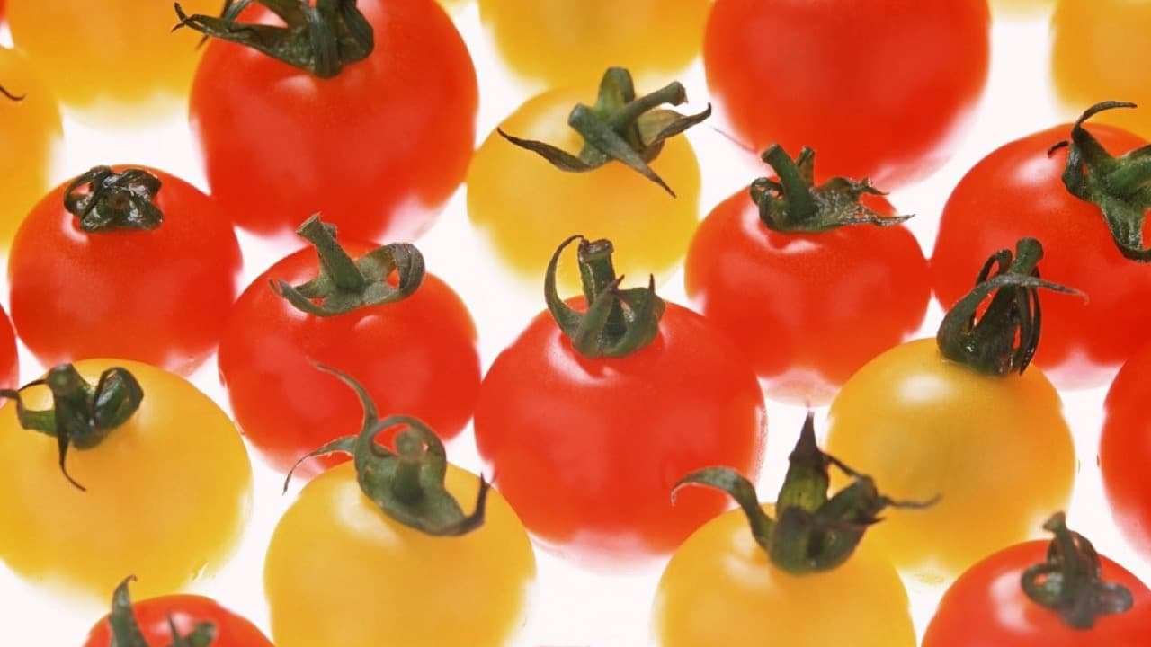 Imagem da notícia: Quinta de Ventozelo revalida título no concurso do Tomate Coração de Boi do Douro