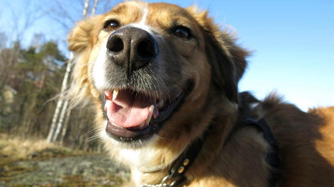 Imagem da notícia: Associação Bianca celebra 24 anos a salvar animais em Sesimbra