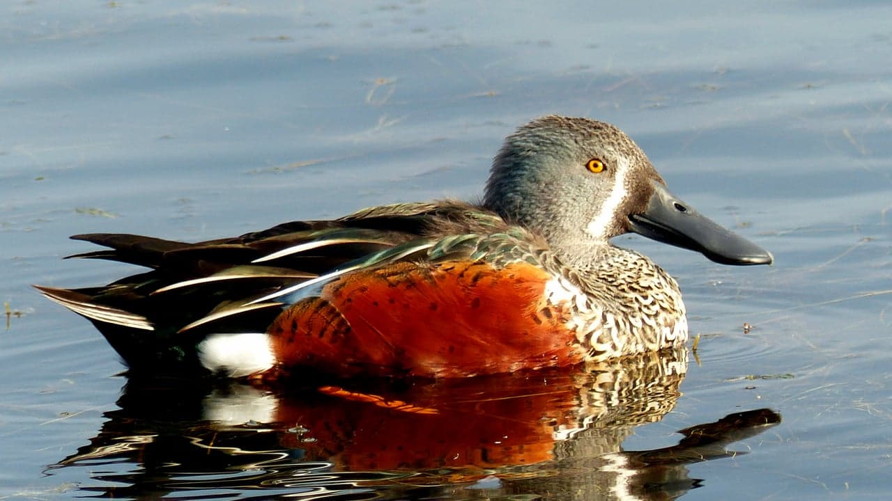 Imagem da notícia: Trilhos do Tempo leva à observação de aves na Lagoa dos Salgados