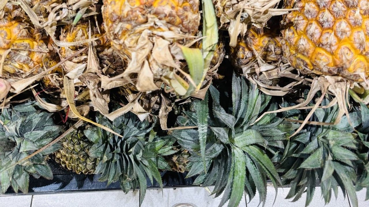 Imagem da notícia: XVIII Mostra dos Frutos Secos no Parque João Campos
