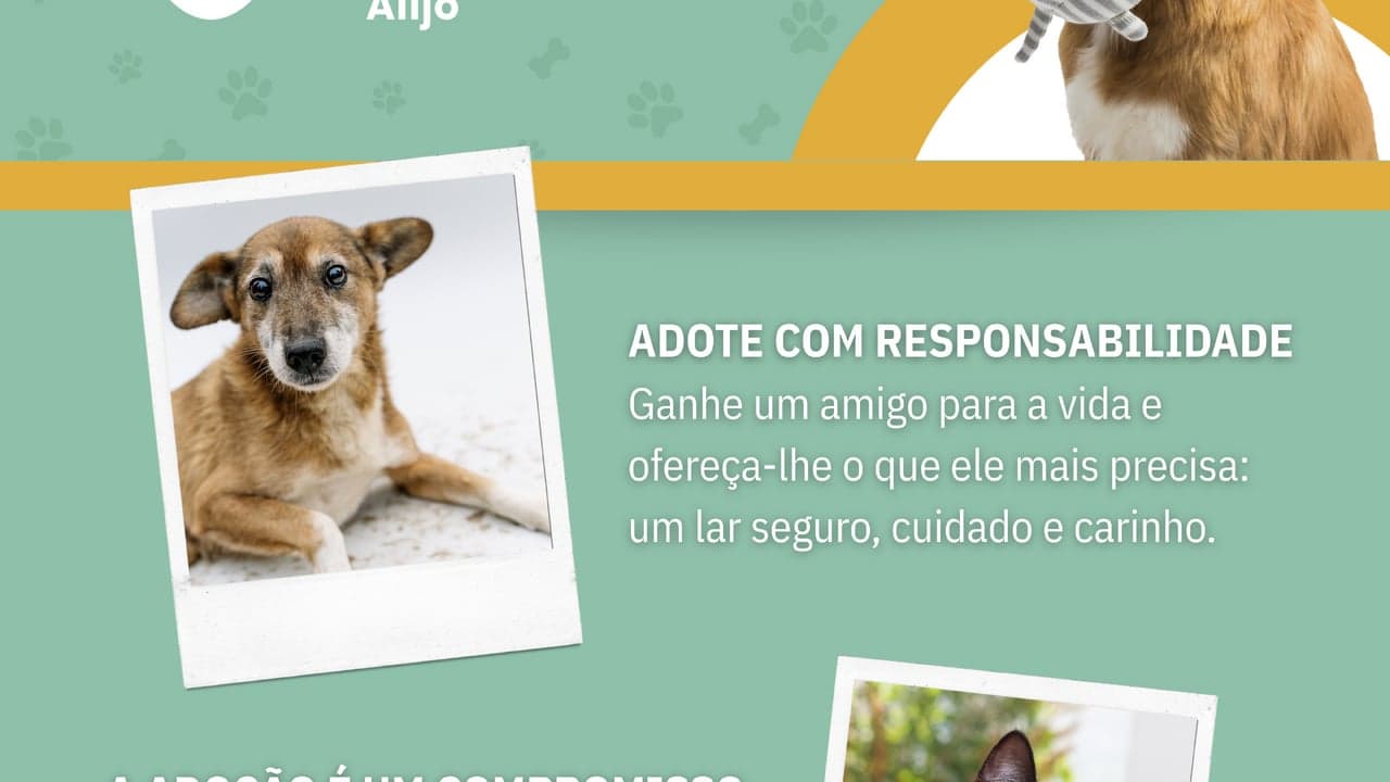 Imagem da notícia: Centro de Recolha abre espaço para adoção de animais em Alijó