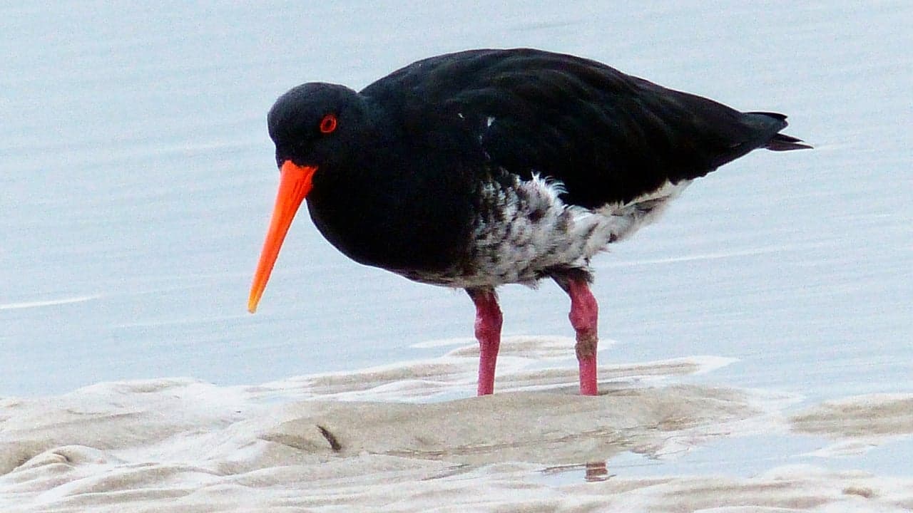 Imagem da notícia: Eco Mercado traz limpeza costeira e tradições a Câmara de Lobos