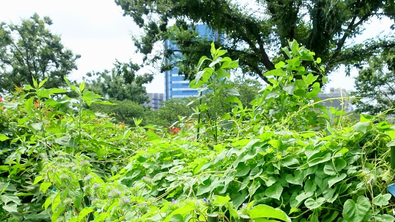 Imagem da notícia: Cascais compra 39 terrenos para criar o maior parque urbano do concelho