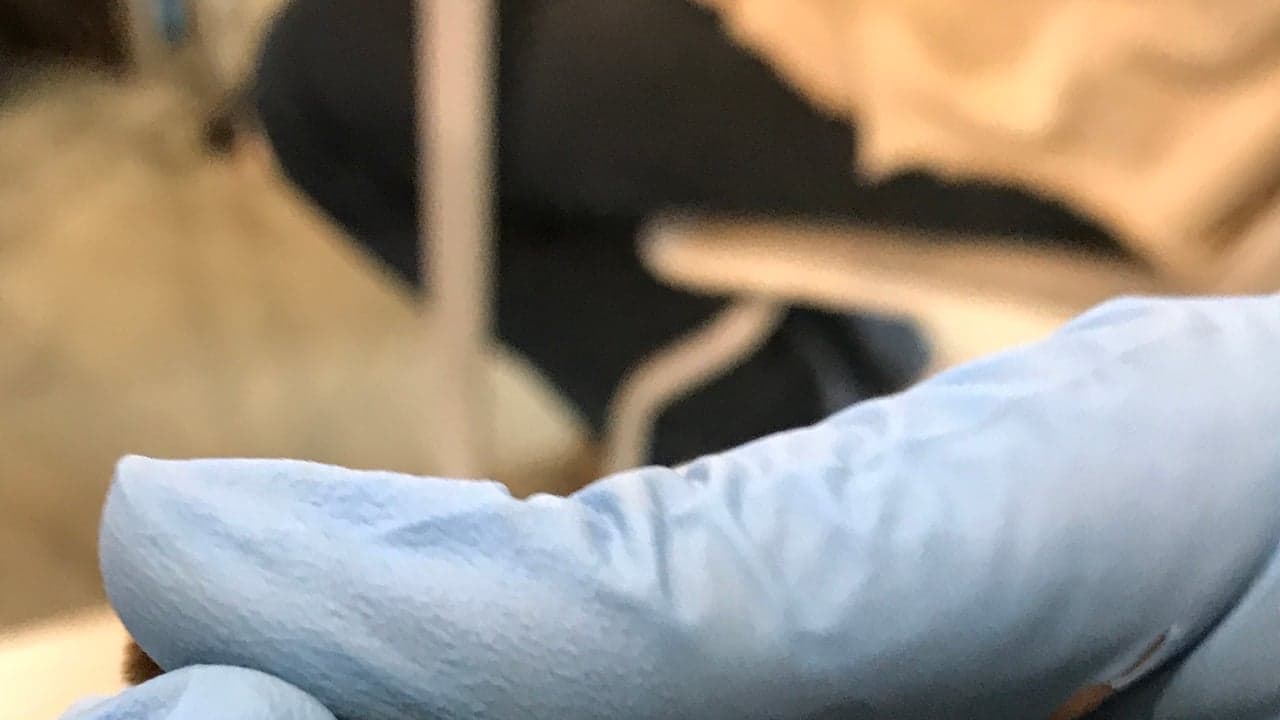 Imagem da notícia: Góis observa biodiversidade noturna com especialistas