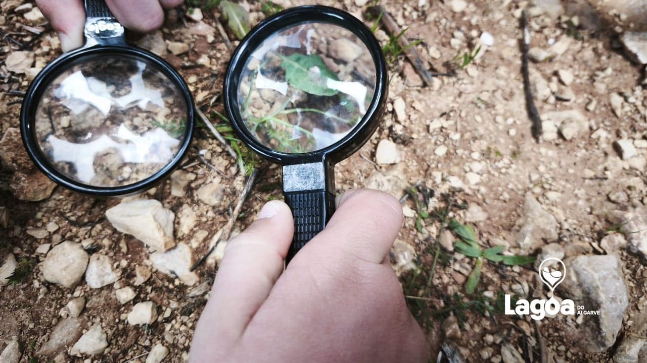 Imagem da notícia: Lagoa desenvolve programas de educação ambiental e natureza