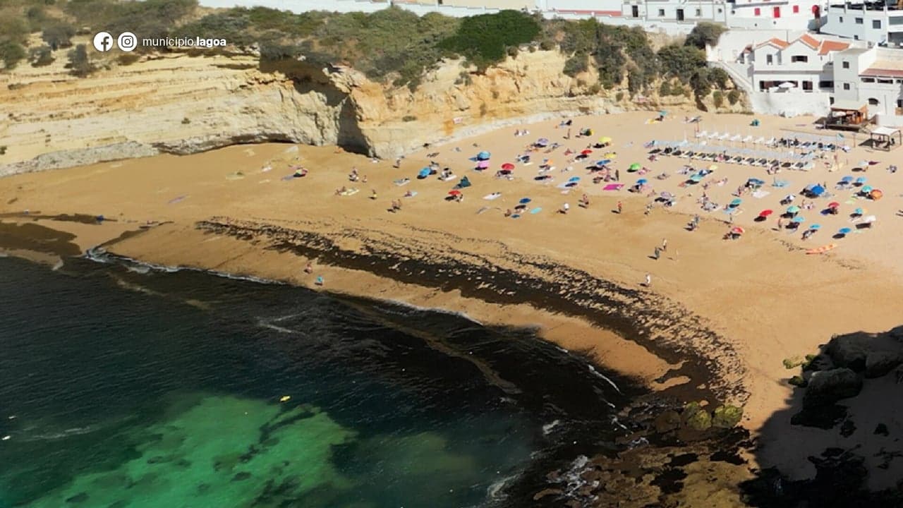 Imagem da notícia: Lagoa testa novas técnicas contra alga invasora na costa