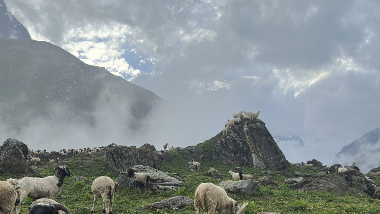 Imagem da notícia: Indemnizações por ataques de lobo com prazo máximo de 20 dias