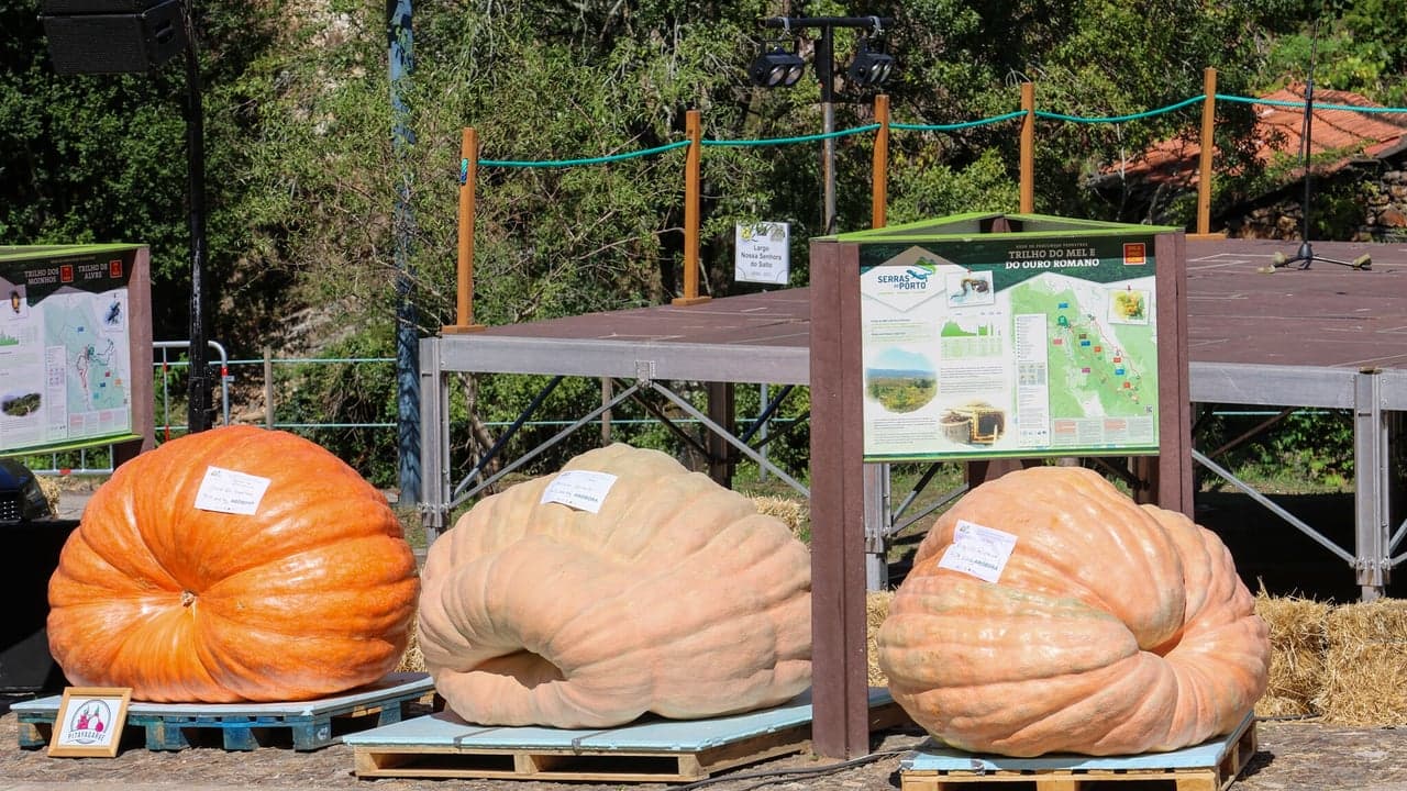 Imagem da notícia: Concurso de hortícolas gigantes em Aguiar de Sousa