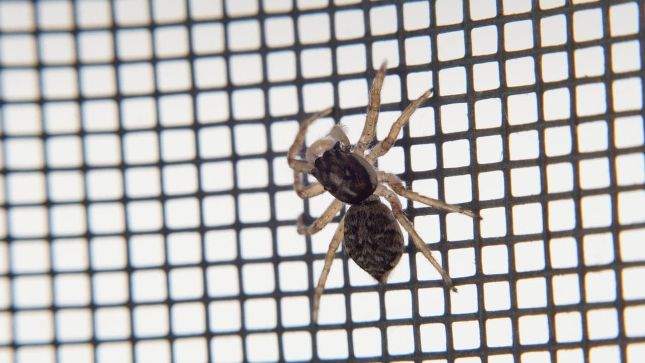 Imagem da notícia: Mosquito-tigre asiático detectado em Paredes de Coura