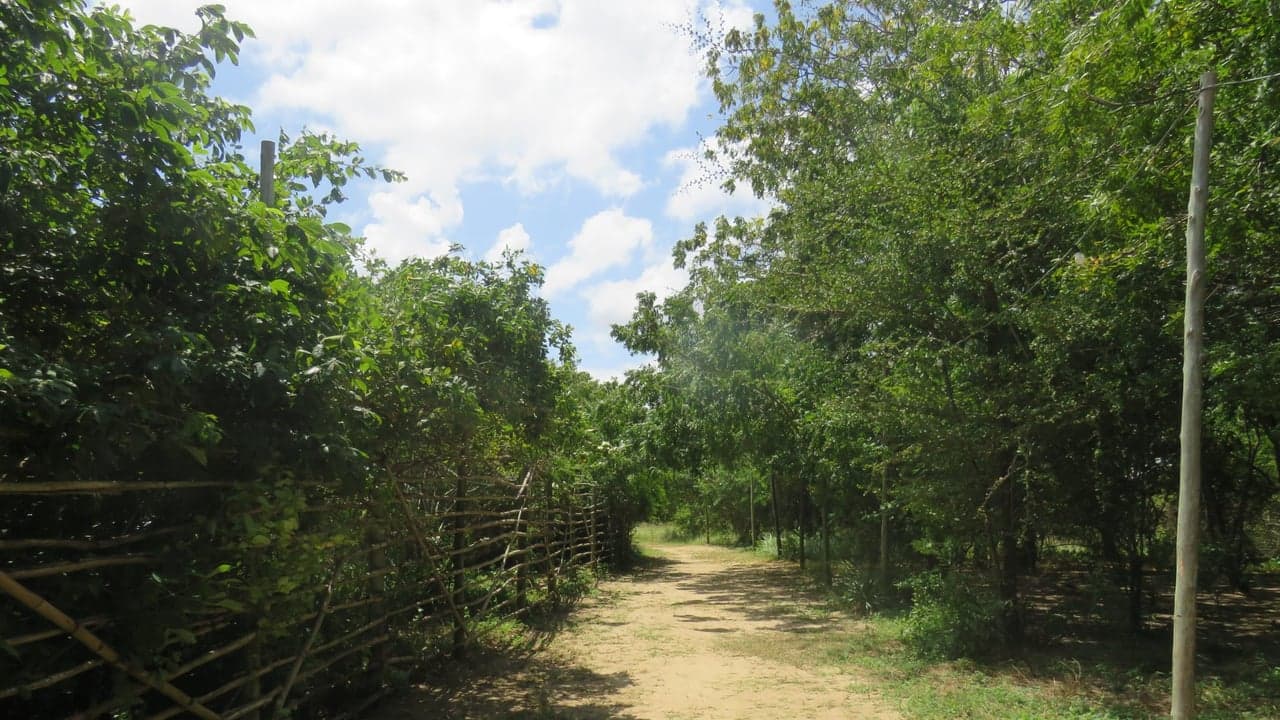 Imagem da notícia: Trail do Trabulo procura autorização para passagem em terrenos
